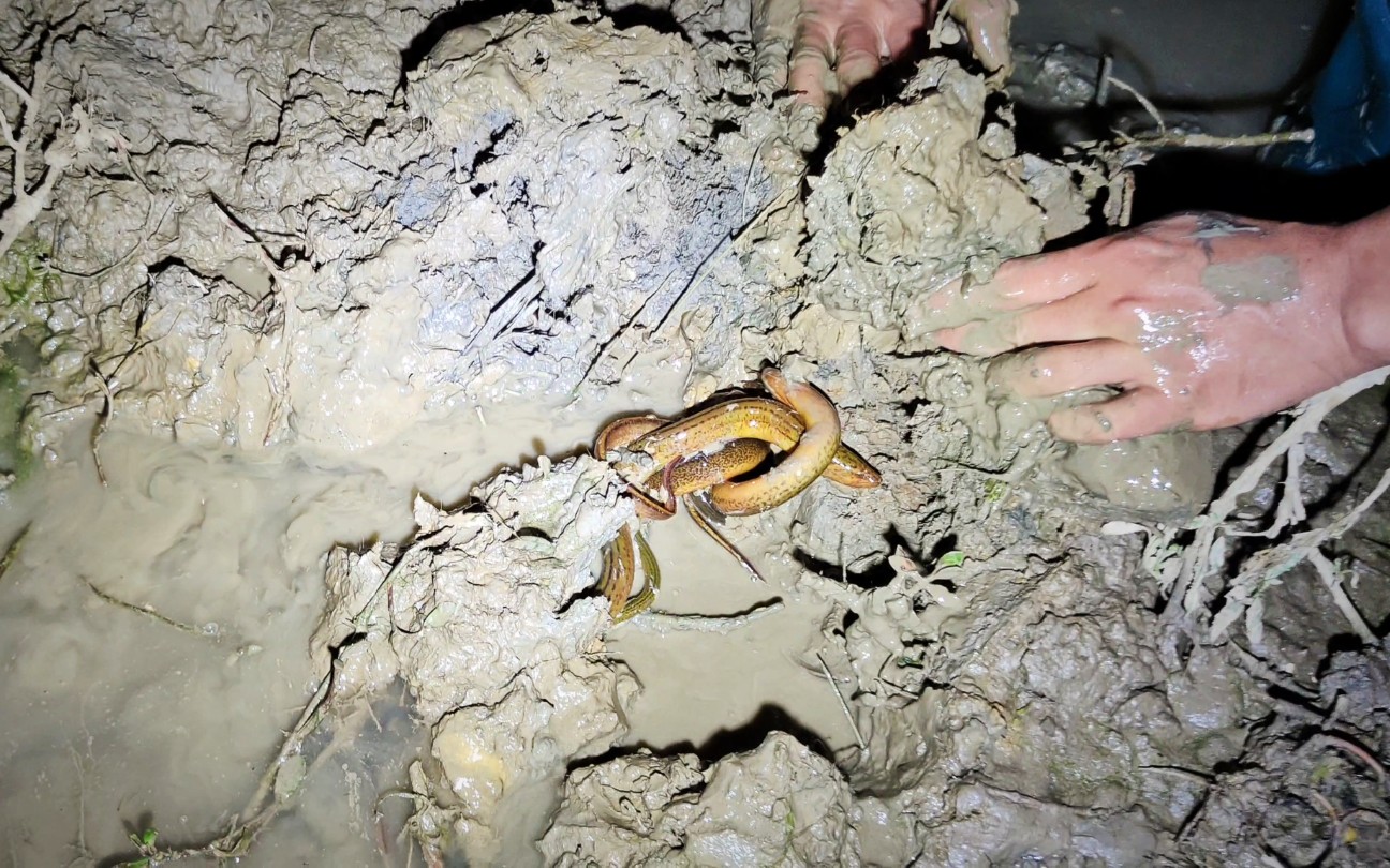 稻田经常漏水被黄鳝钻了很多洞用手挖开发现了一窝