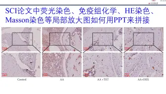 SCI论文中荧光染色、免疫组化学、HE染色、Masson染色等局部放大图如何用PPT来拼接