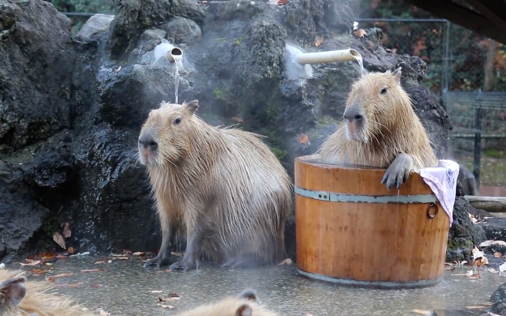 水豚又又又来泡澡啦