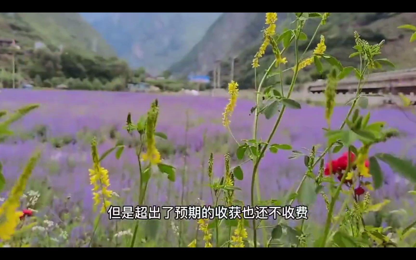 [图]草原上的绿色风景