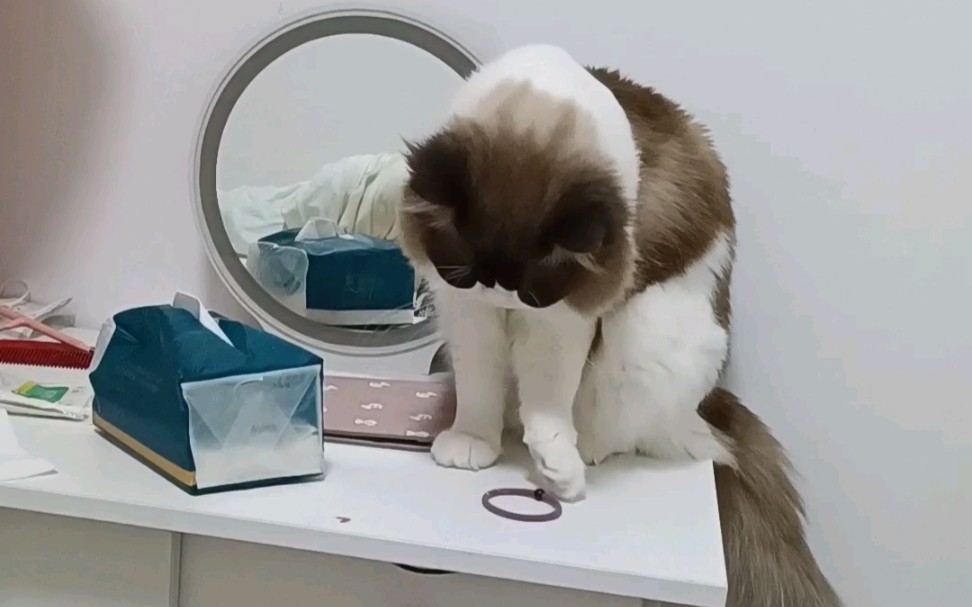 小猫咪确实是手欠得很