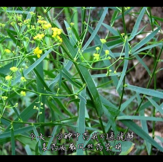 一分钟中药之柴胡哔哩哔哩bilibili