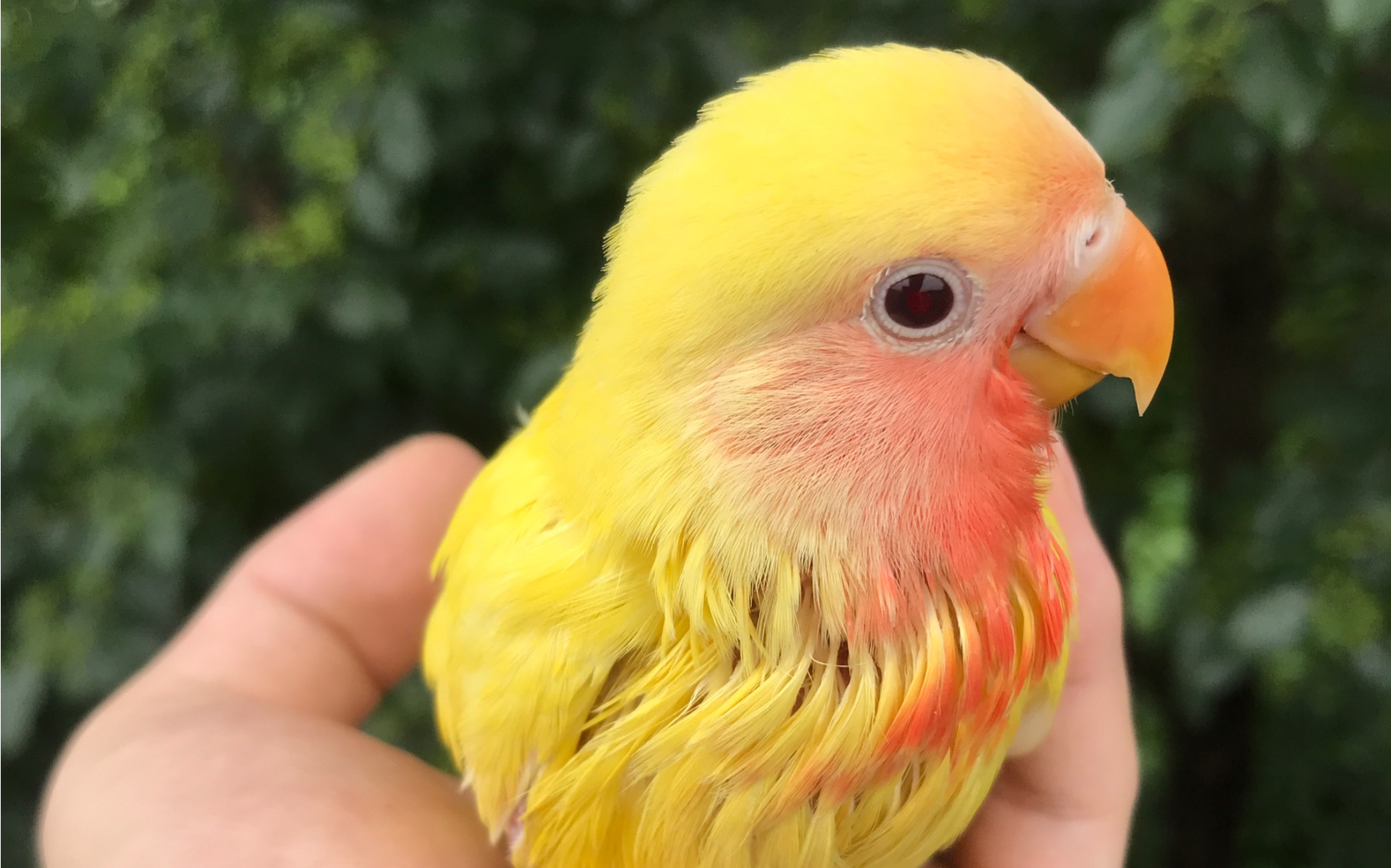 黄桃牡丹鹦鹉 B站