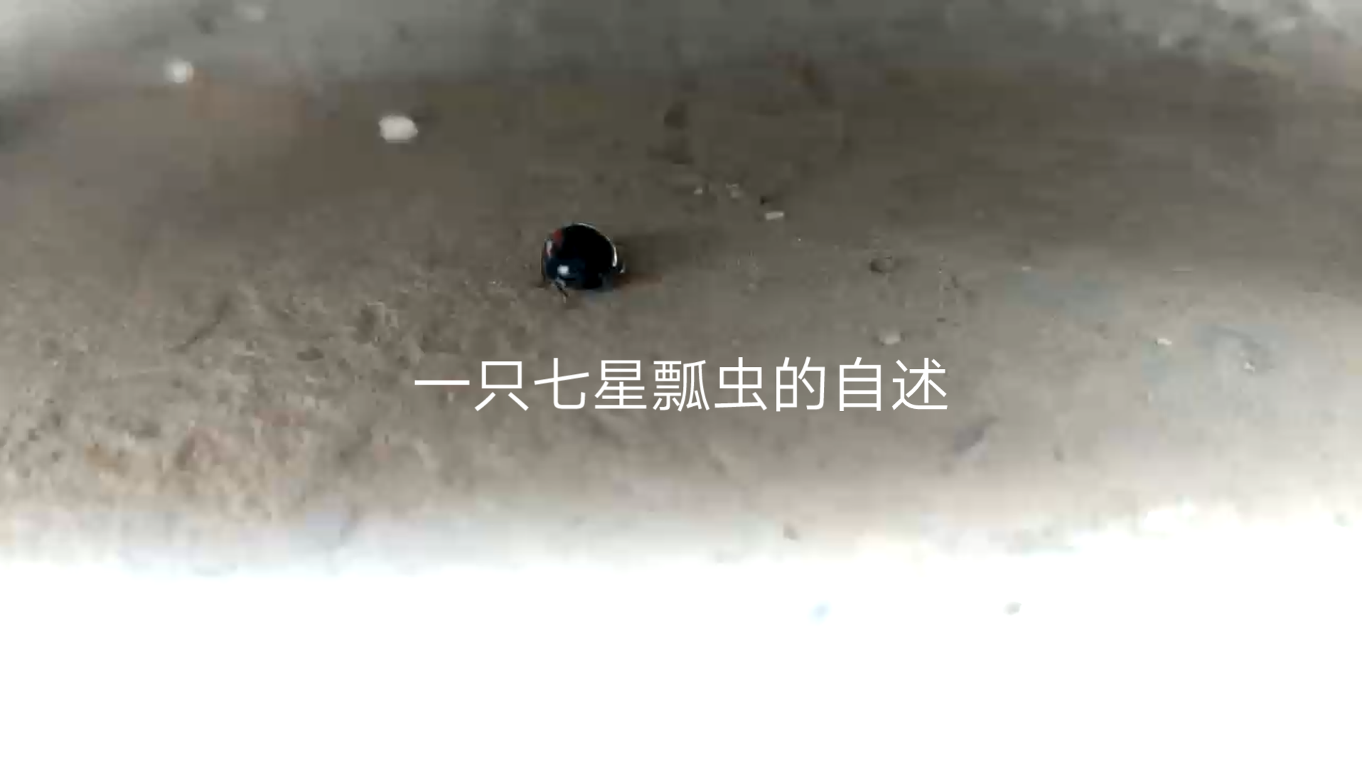 一只七星瓢虫的自述哔哩哔哩bilibili