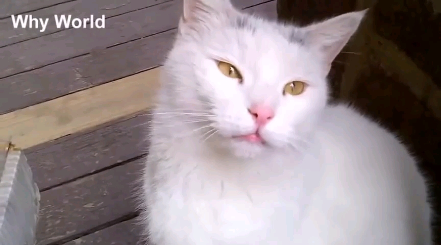 [图]猫猫叫！可爱！/快点赞（｡ò ∀ ó｡）