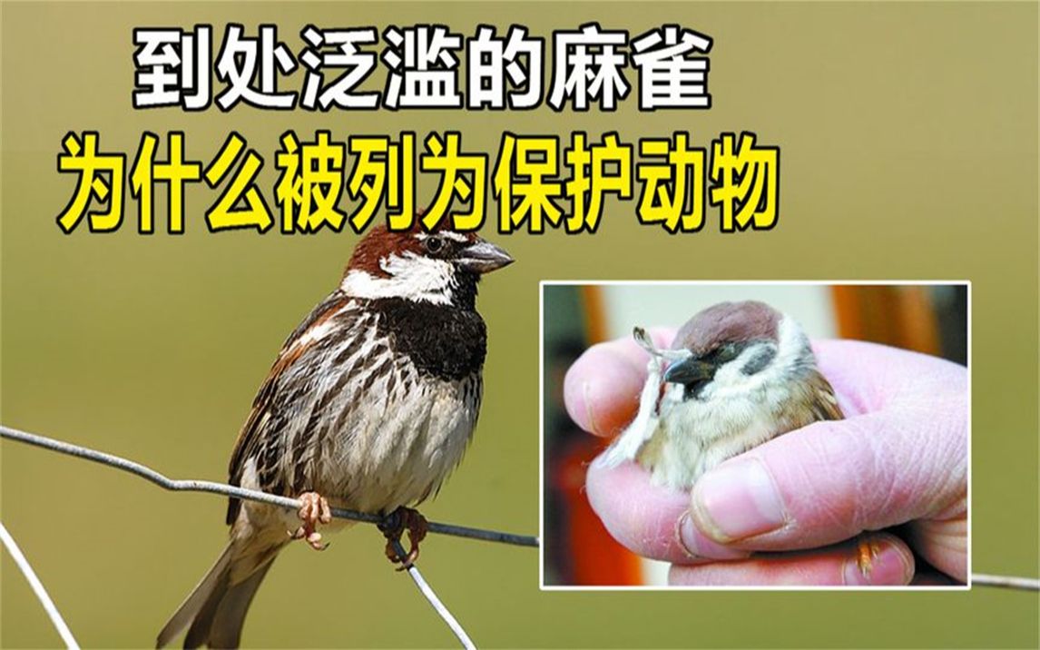 广东男子逮麻雀竟然被罚3600元,难道麻雀也被列为保护动物了吗