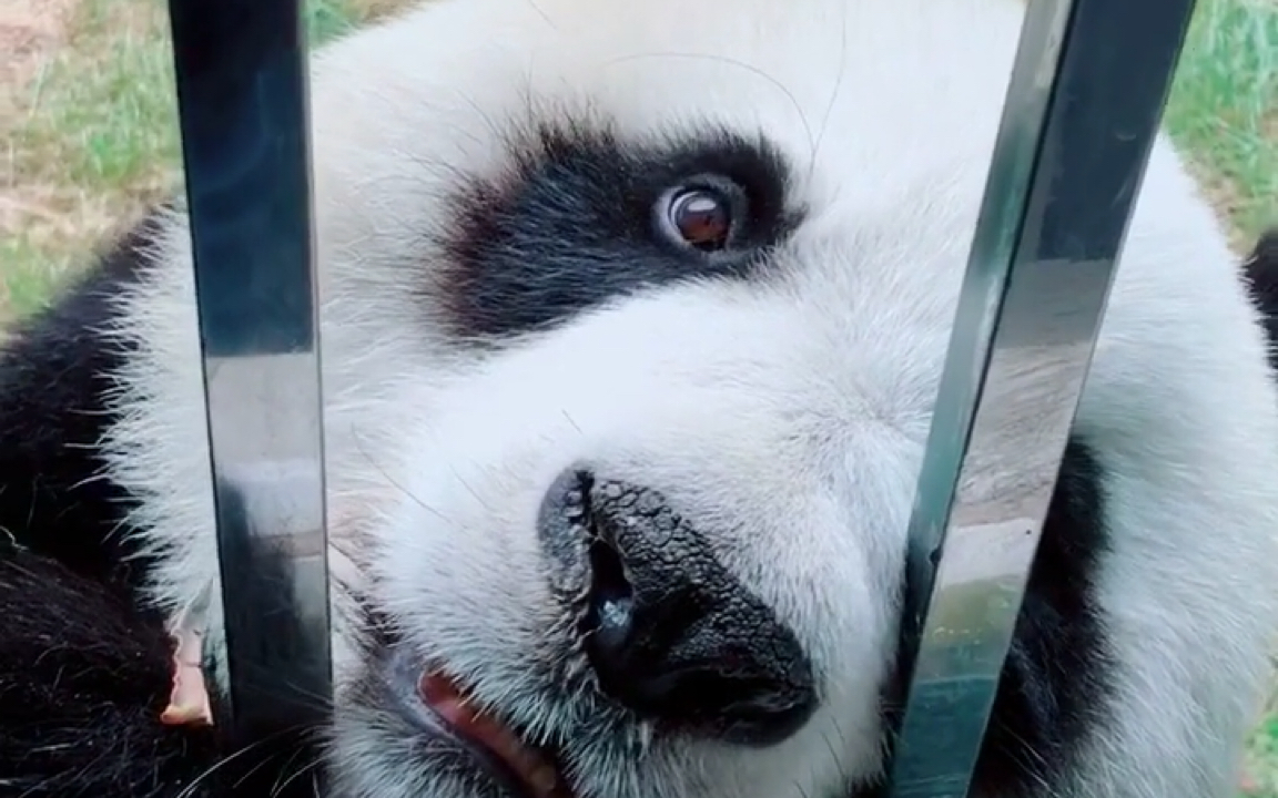 国宝〗急!某熊问我它长得丑吗?该怎么回答?在线等!