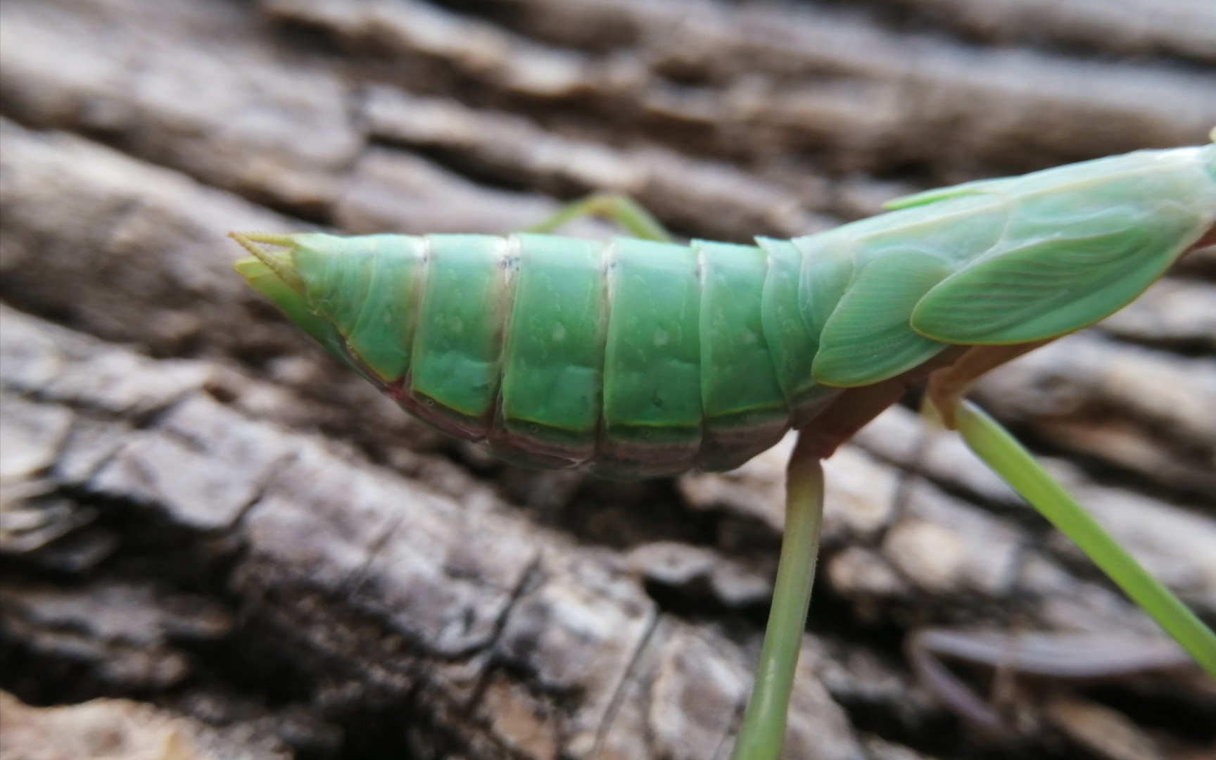 看螳螂肚子打鼓?【氵】