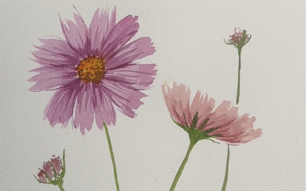 水彩教程:这个波斯菊真的太友好了,怎么画都轻轻松松～灰常简单