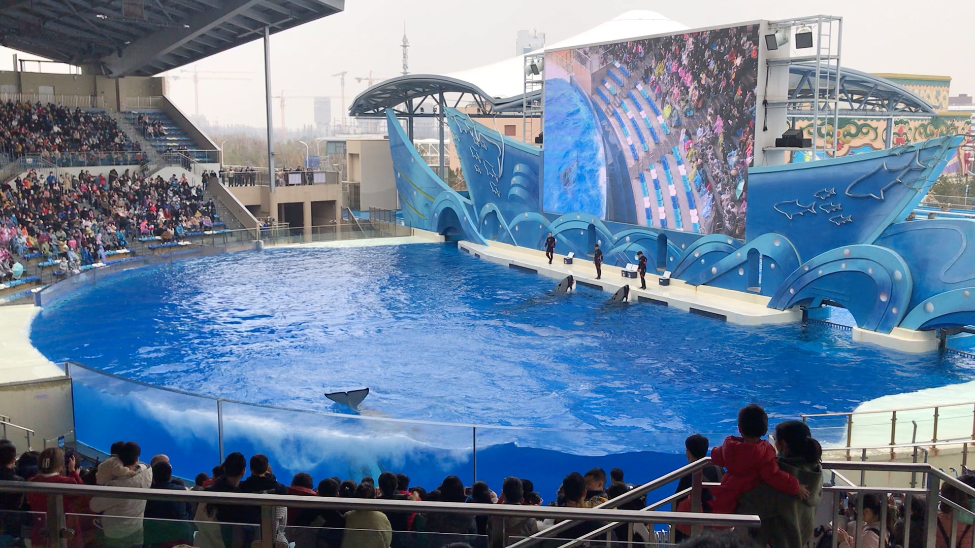 上海海昌海洋公园的虎鲸表演