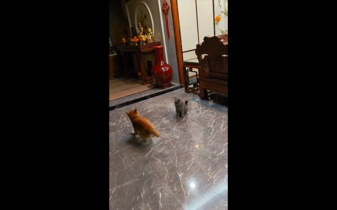 [图]Cat and dog fight,猫狗大战