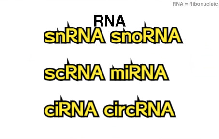 五分钟了解所有RNA(tRNA、tRNA、rRNA、snRNA、snoRNA、scRNA、lncRNA、miRNA、circRNA、siRNA)哔哩哔哩bilibili