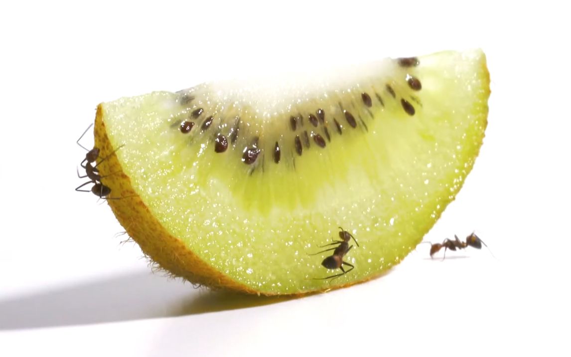 【延时摄影】近距离观察蚂蚁吃猕猴桃是怎么样一种体验?