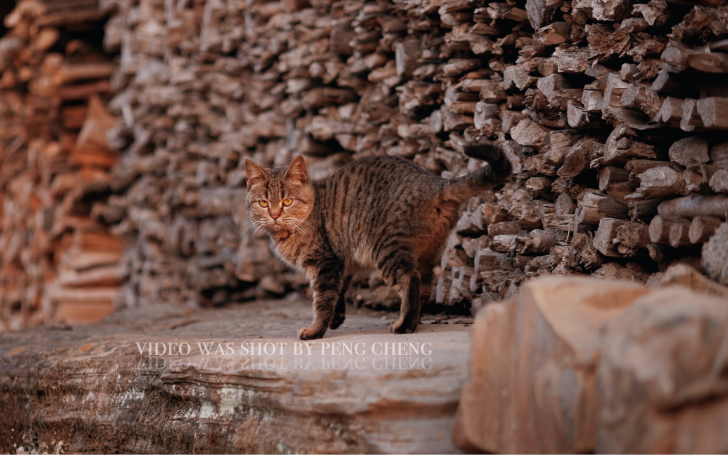 外婆家的华南豹纹银渐层