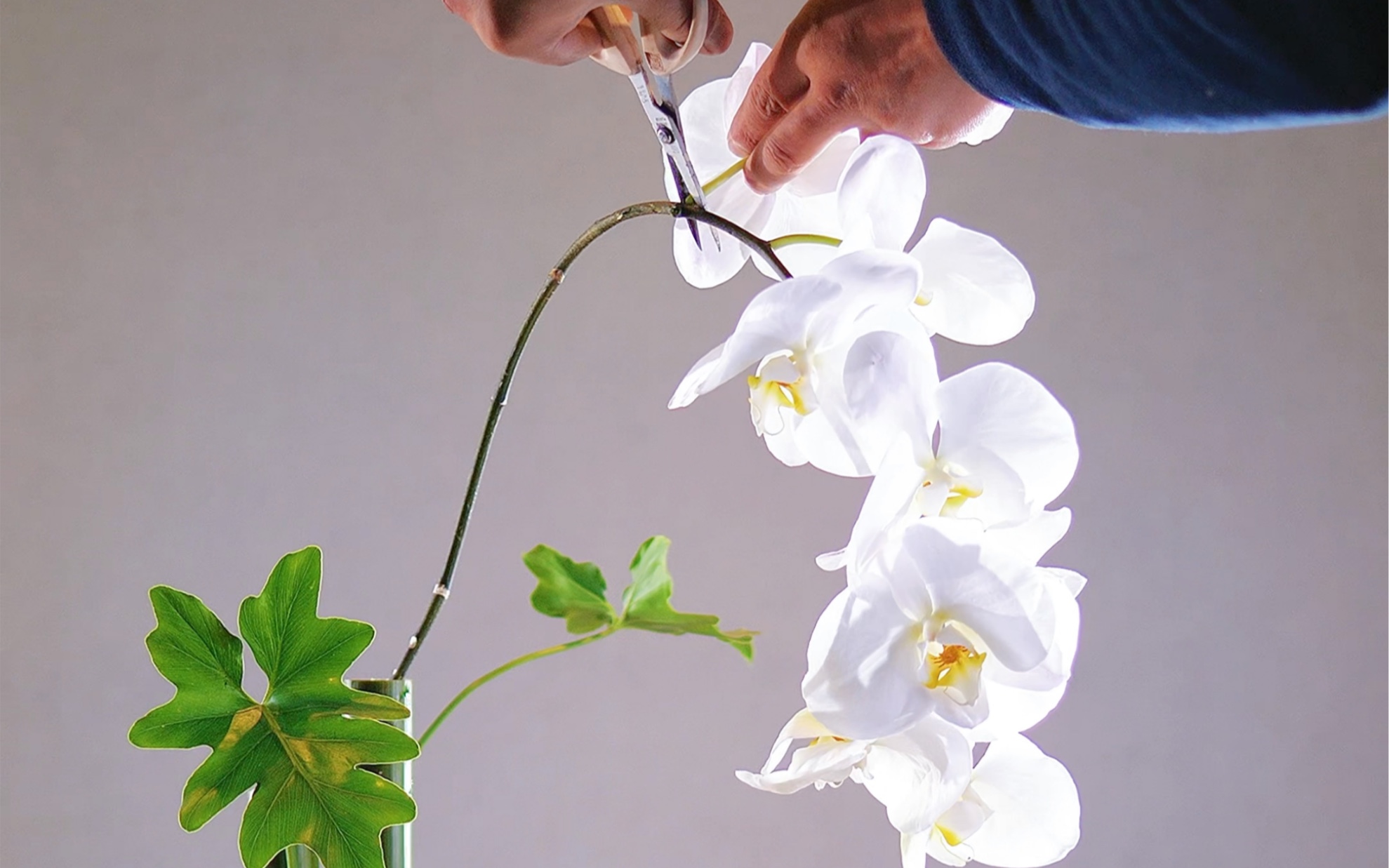 [图]碧草青青花盛开，彩蝶双双久徘徊