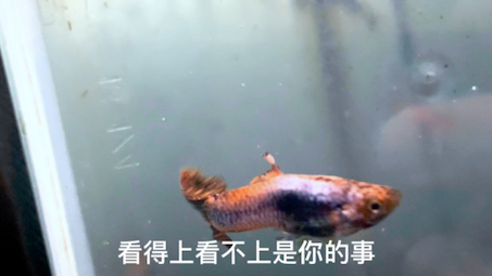 2分钟告诉你小小的孔雀鱼是怎么交配的哔哩哔哩bilibili