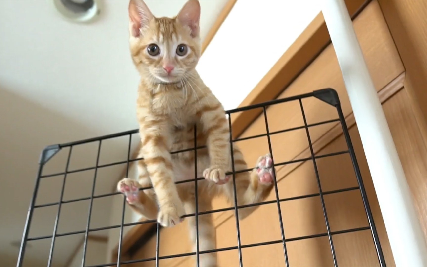 还没过几天,小橘猫爬墙的技能就升到满级了