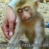 小猴子的头被死死卡住，猴妈的做法“让人惊讶”，镜头记录全过程