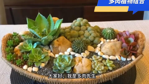 玻璃容器养多肉植物 靠谱吗 要注意什么问题 哔哩哔哩 玻璃容器养多肉植物 靠谱吗 要注意什么问题 哔哩哔哩