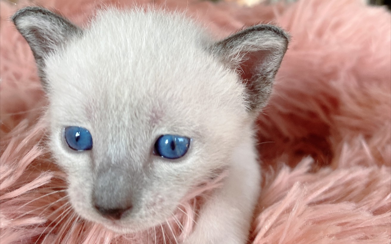 【暹罗猫】传统巧克力暹罗猫出生到满月