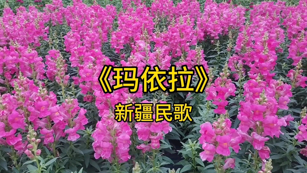 民歌欣赏《玛依拉》