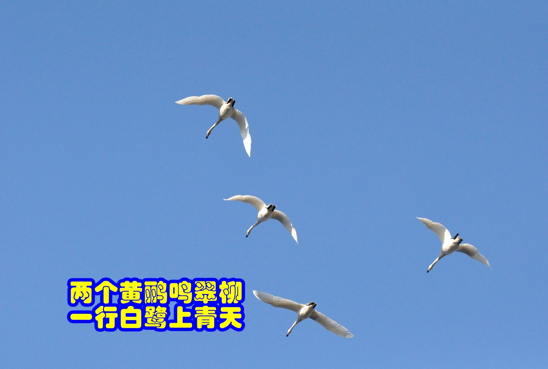 唐诗品鉴 两个黄鹂鸣翠柳 一行白鹭上青天 杜甫 《绝句四首(其三)》
