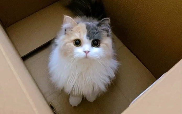 高地立耳三花顶级照骗