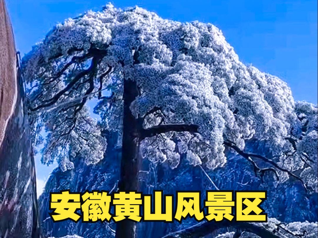 12月20日,安徽黄山,黄山迎客松的雪景美如画!哔哩哔哩bilibili