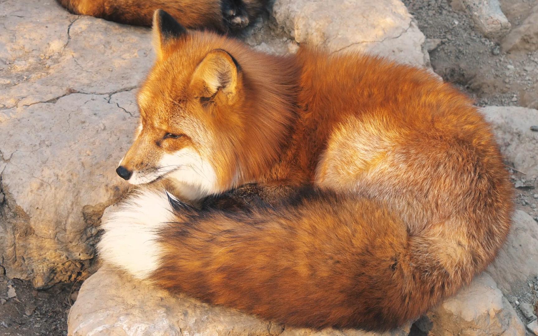 这蓬松漂亮的大尾巴 谁看了不迷糊啊