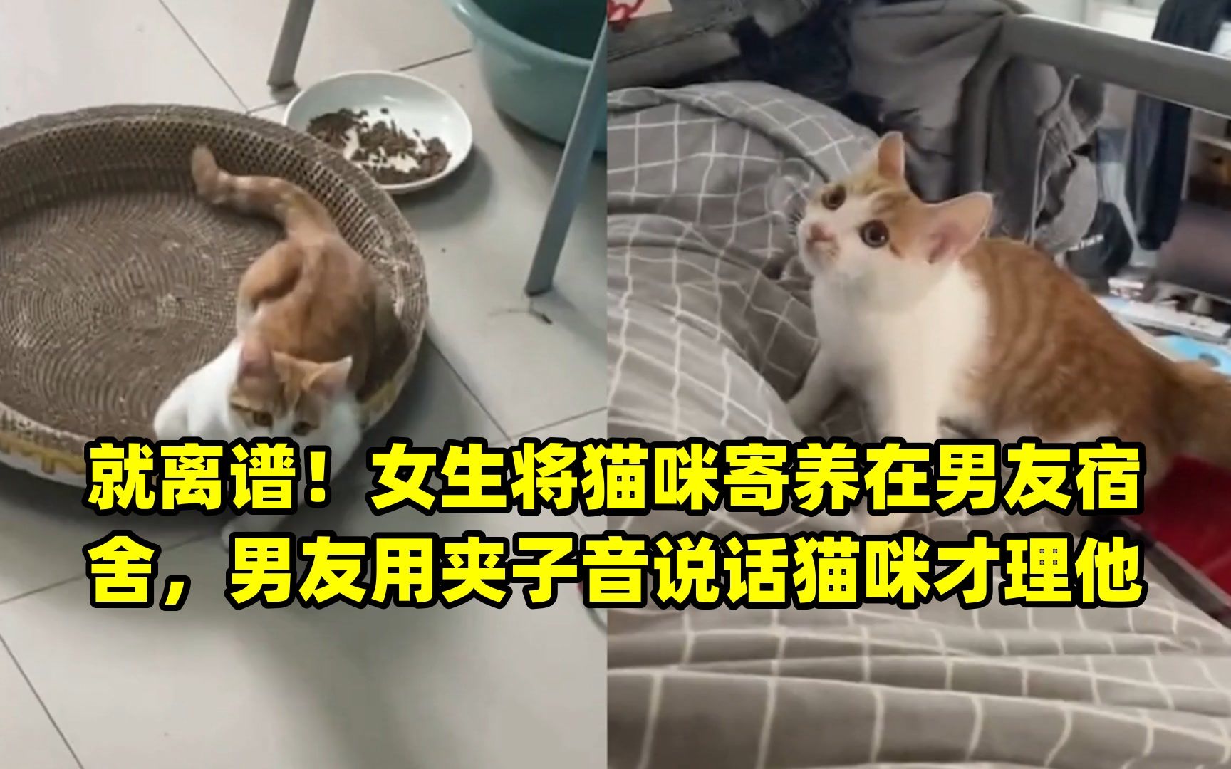 就离谱!女生将猫咪寄养在男友宿舍,男友用夹子音说话猫咪才理他哔哩哔哩bilibili