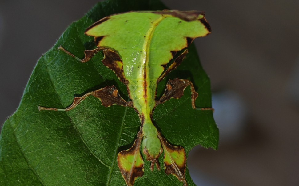 印尼丽叶39和巨人丽叶39若虫