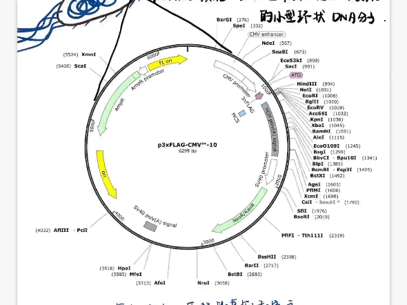 质粒构建流程✅哔哩哔哩bilibili