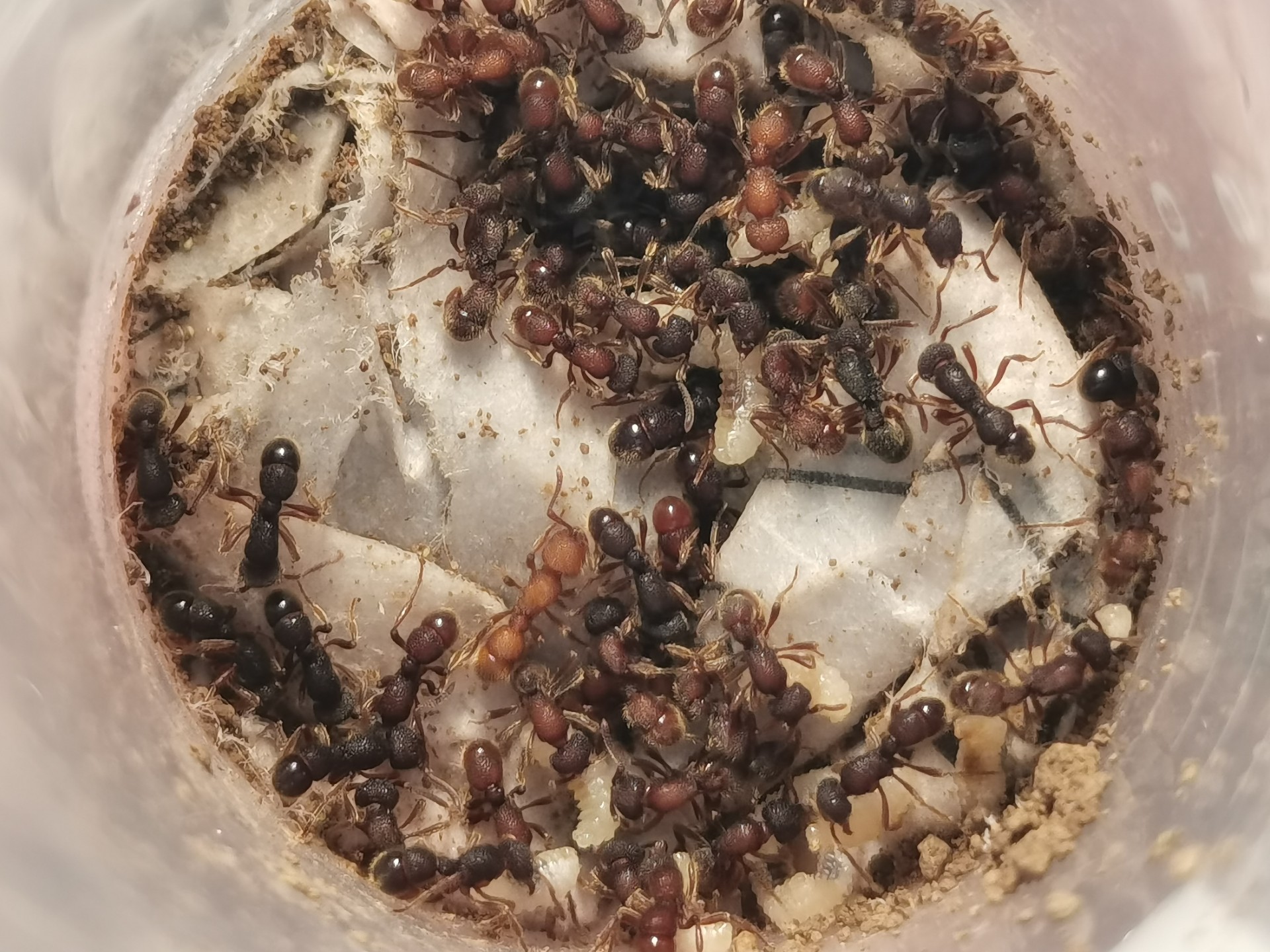 浪潮之下的蝼蚁是什么_浪潮之下的蝼蚁是什么动物 浪潮之下的蝼蚁是什么_浪潮之下的蝼蚁是什么动物（浪潮之下百度百科） 新闻资讯