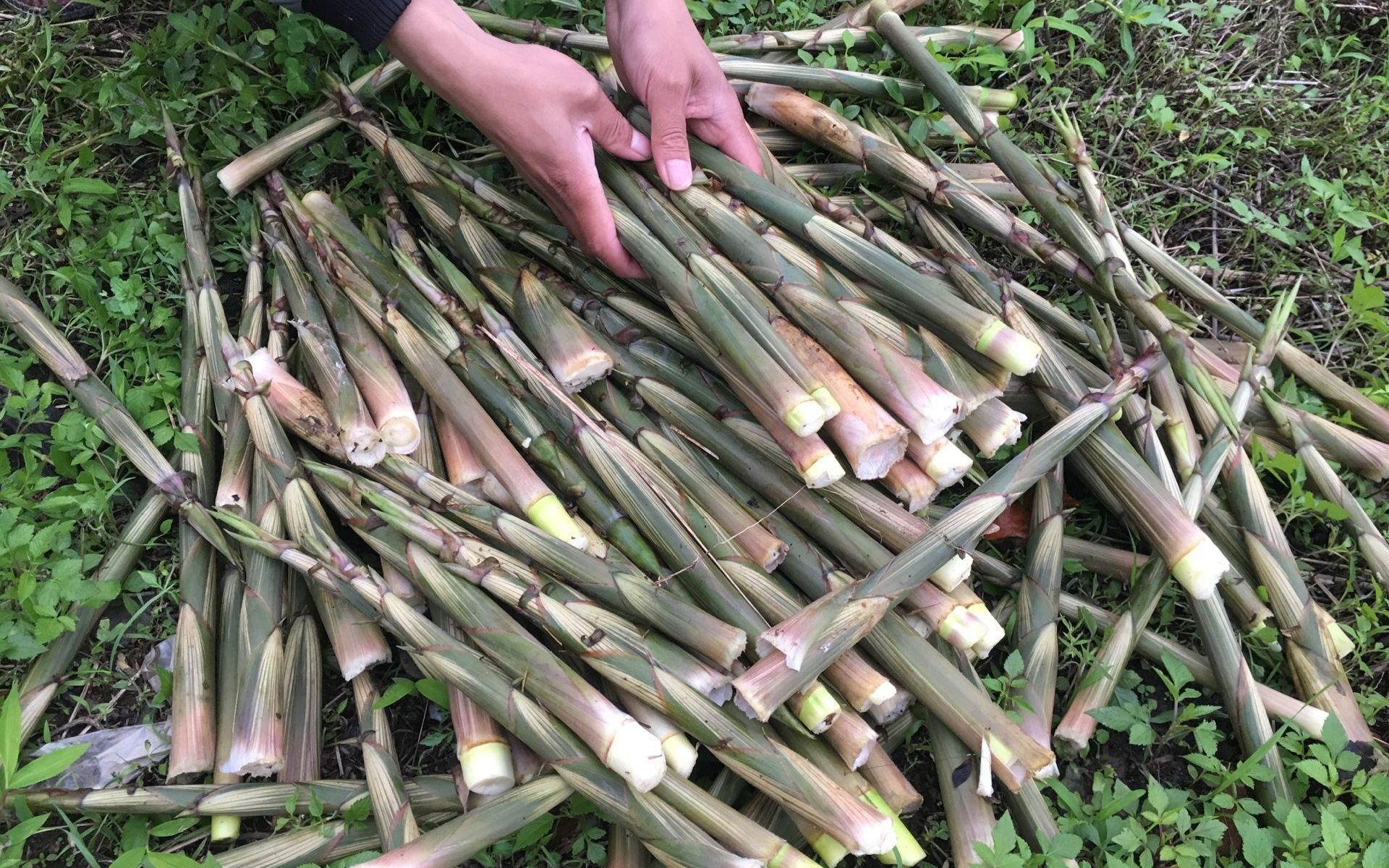 拔春笋的声音太好听了,满山竹笋没人要,东哥10多分钟拔了一大筐