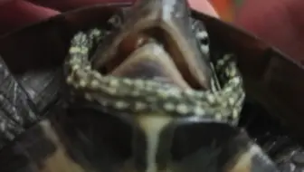 龟：今天又是被迫营业的一天