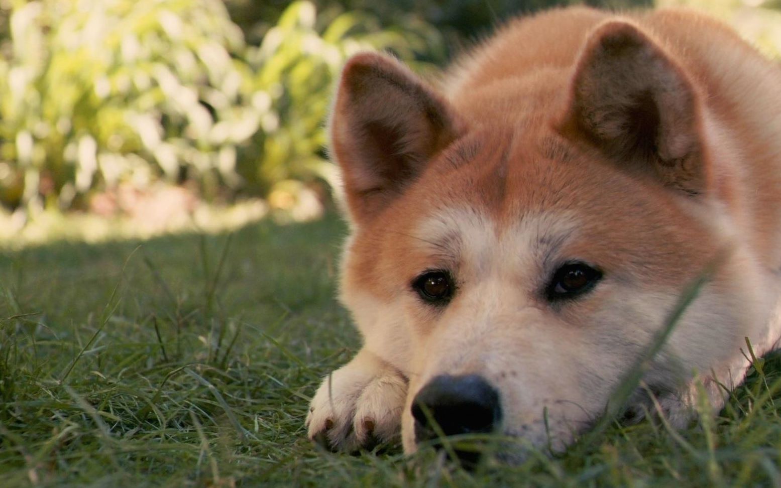 [图]5分钟看完《忠犬八公的故事》请备好纸巾。真的是看一次哭一次。