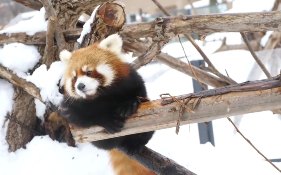 小熊猫   lesser panda