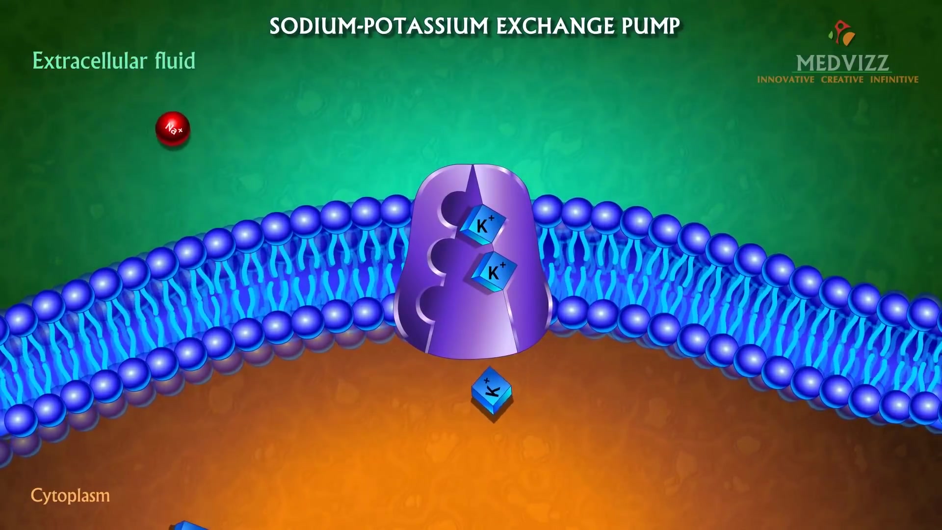 钠钾泵动画演示