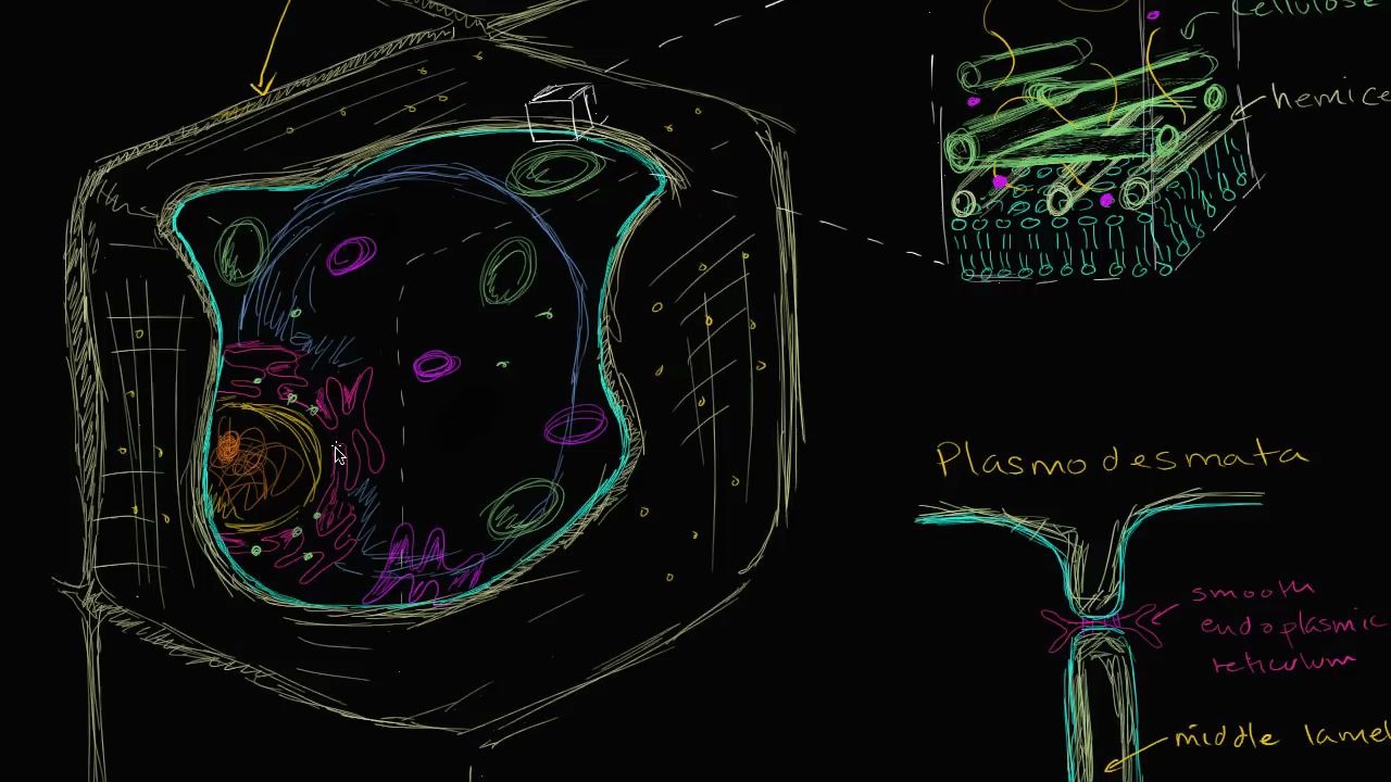 plant cell wall khan academy_哔哩哔哩_bilibili