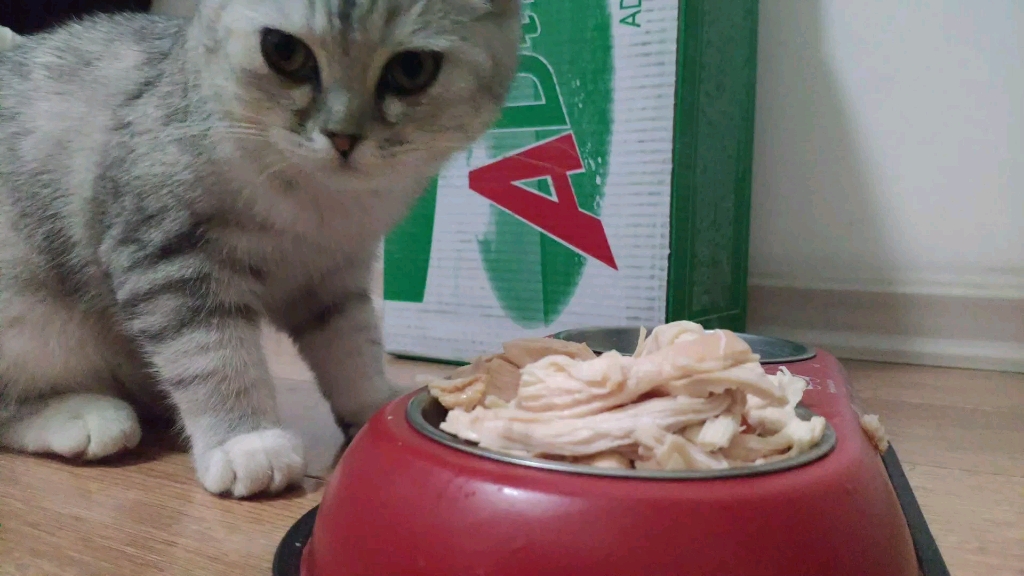 折耳银渐层的第一次吃肉