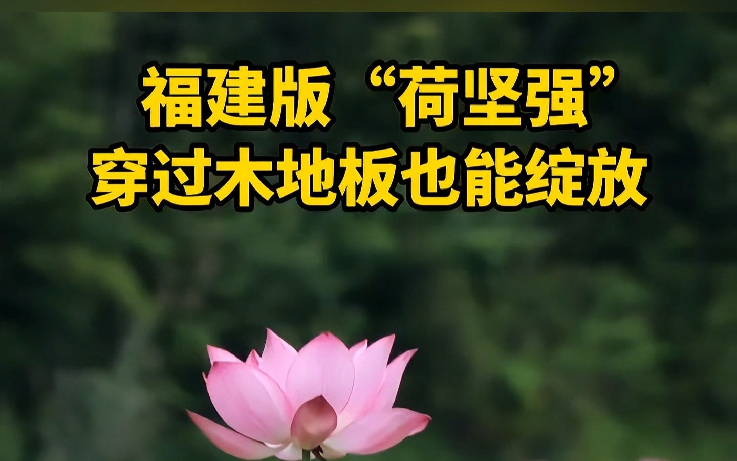 [图]6月10日，龙岩市漳平溪南上坂荷花园里一株荷花穿过木地板绽放。