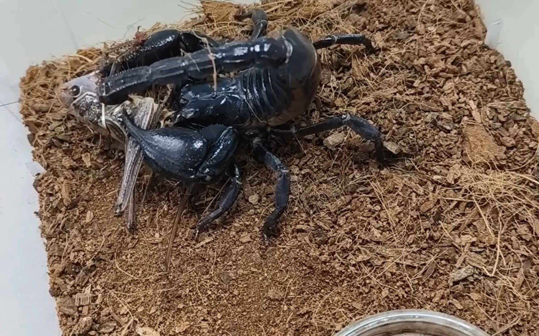 林神异距蝎凶猛捕食隆线蝈螽