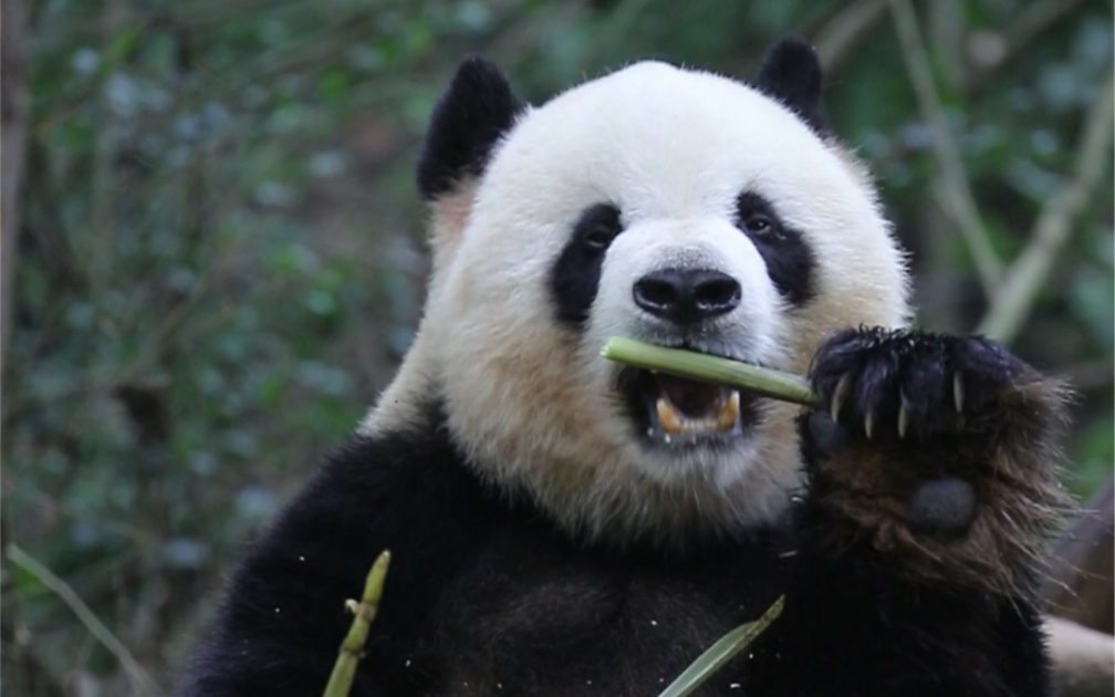 【大熊猫缘大】210525基地亚a,看到缘大锅锅第一反应就是:莽壮壮!