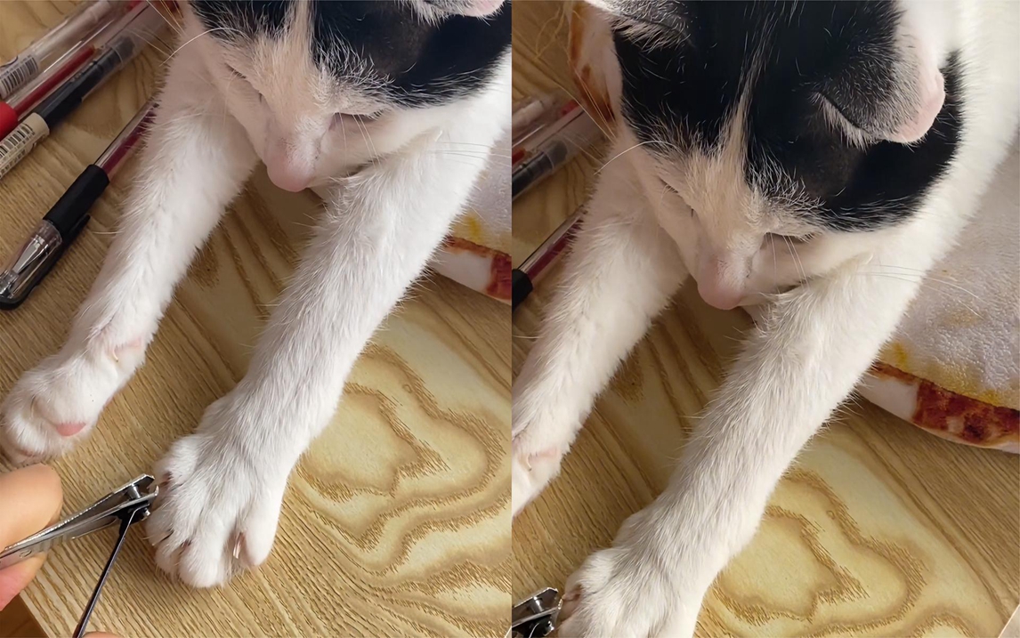 猫咪主动伸爪让主人剪指甲,全程撑开超级配合,网友:科幻片?