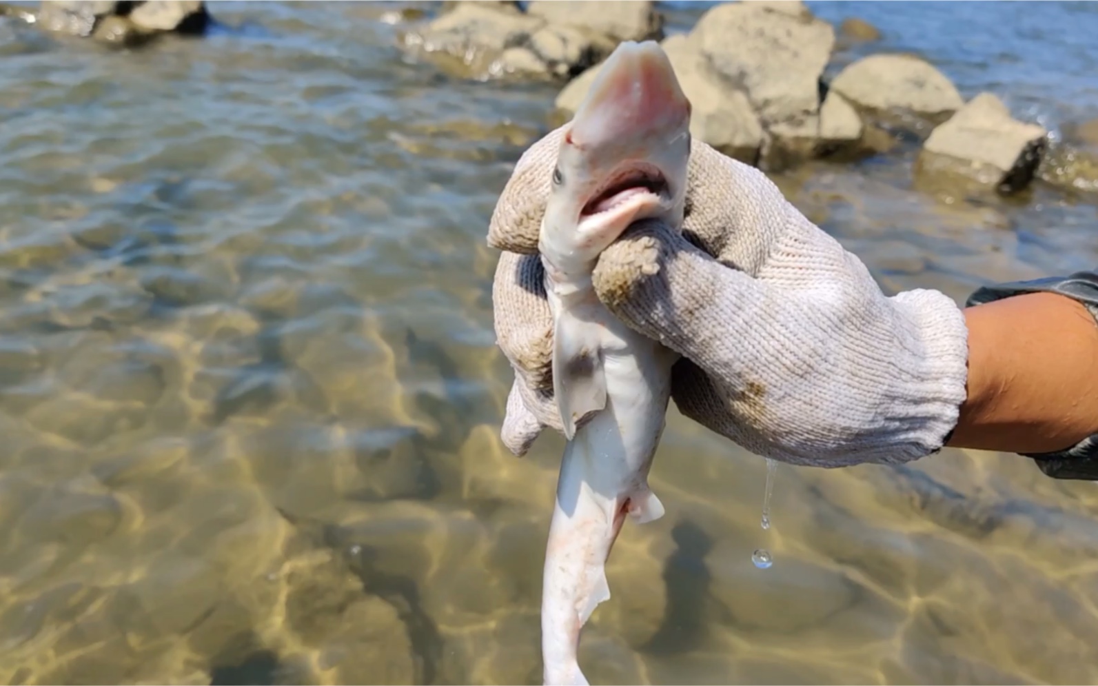 徒手抓鲨鱼 登陆无人船 海螺捡到手抽筋