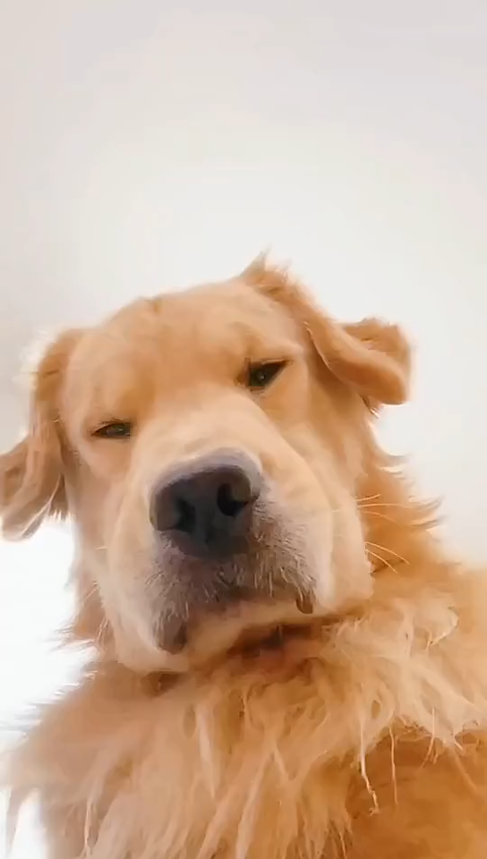 生活不易,狗狗叹气.