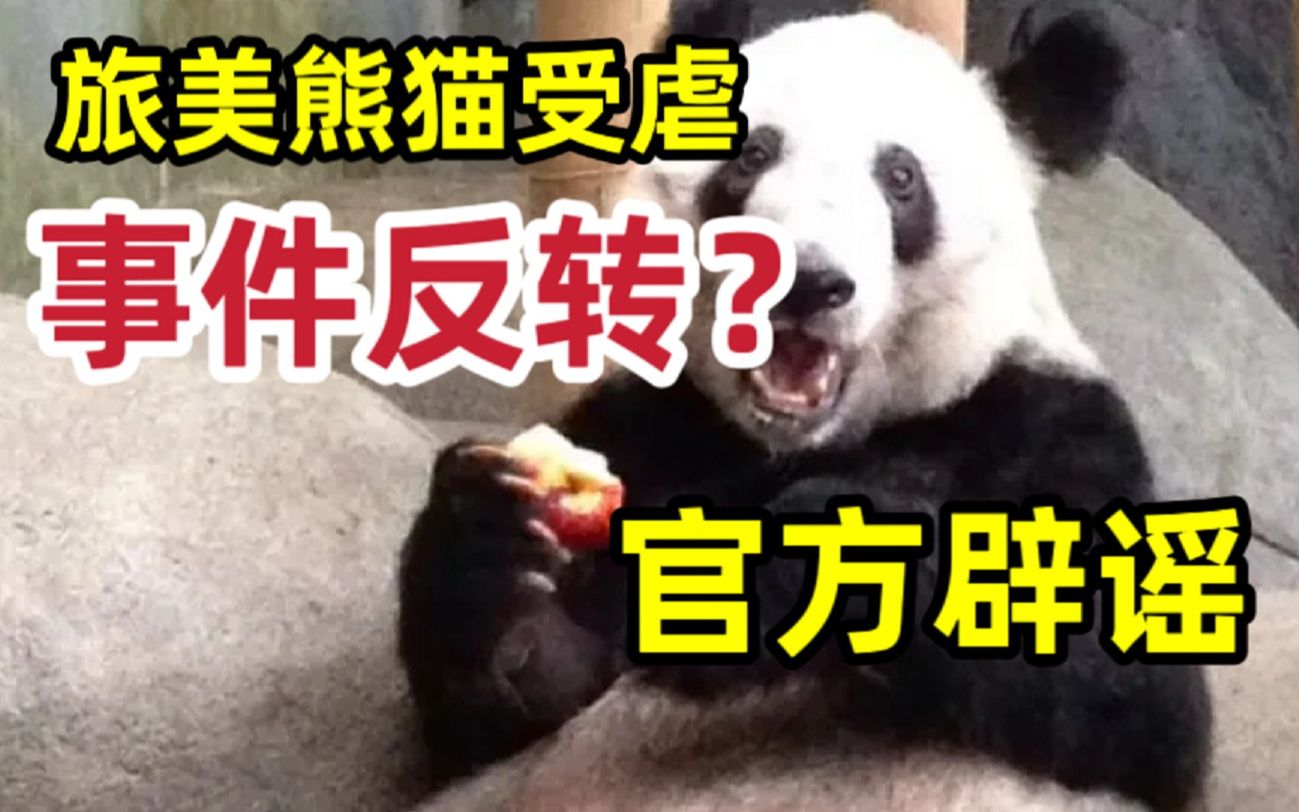 历史上的今天：旅美大熊猫“美香”幼崽获名“小奇迹”-侨报网