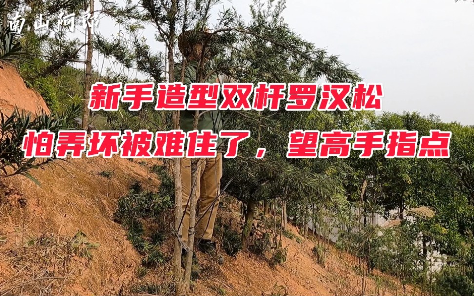 [图]新手造型双杆罗汉松，怕弄坏被难住了，怎样造型好呢，望高手指点