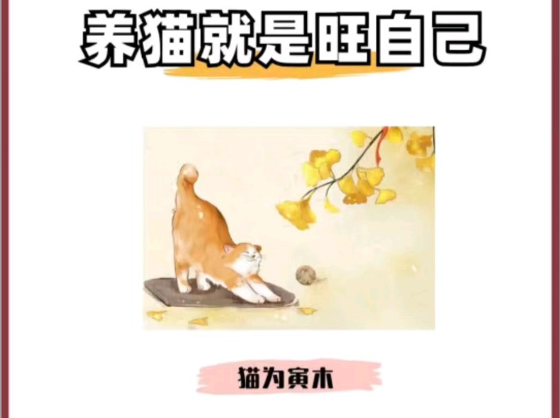 身弱之人,养猫就是旺自己哔哩哔哩bilibili