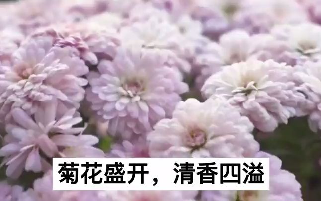 [图]【小古文微电影】4菊 黄巢《不第后赋菊》“满城尽带黄金甲”